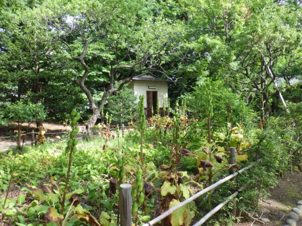 オオウバユリいっぱい