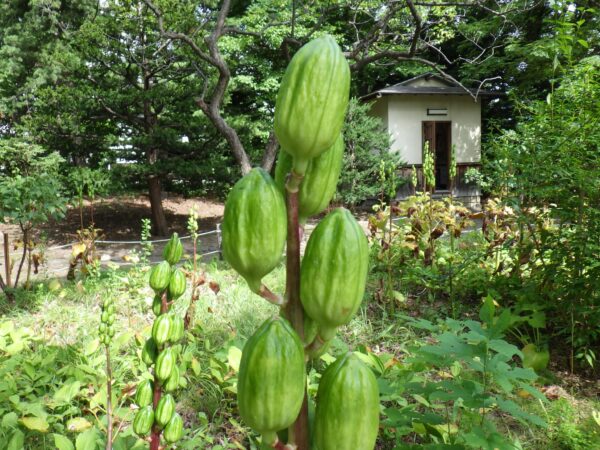 ユリちゃんパンパンに大きくなったね