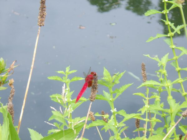 これは秋に飛んでる赤トンボですか？