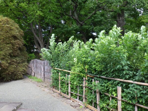 ミヤギノハギさんは