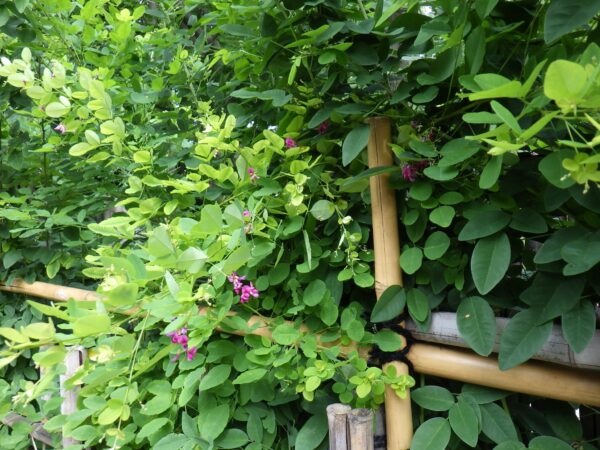 部分的に咲き始めたよ