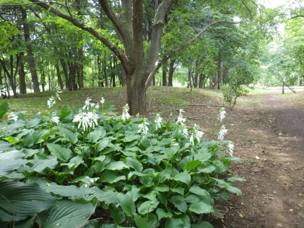 ギボウシいっぱい