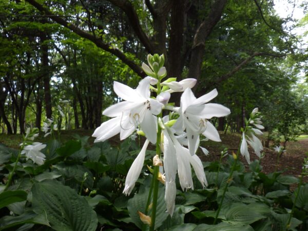 あまり見かけない白花