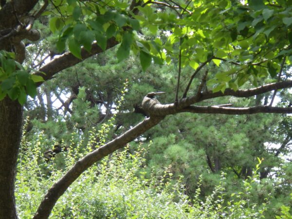 見てー！ここだよー！