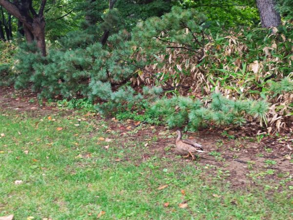 わたしは元気。