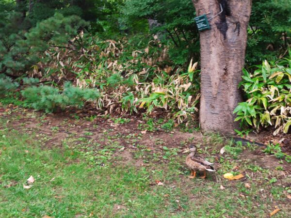 好きにしてください。わたしは忙しいので。