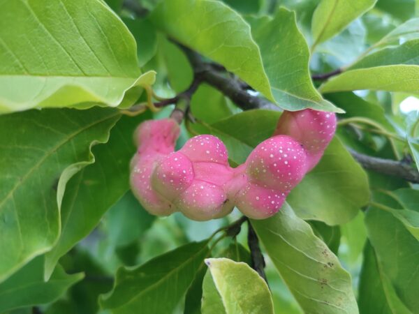 これはキタコブシの実