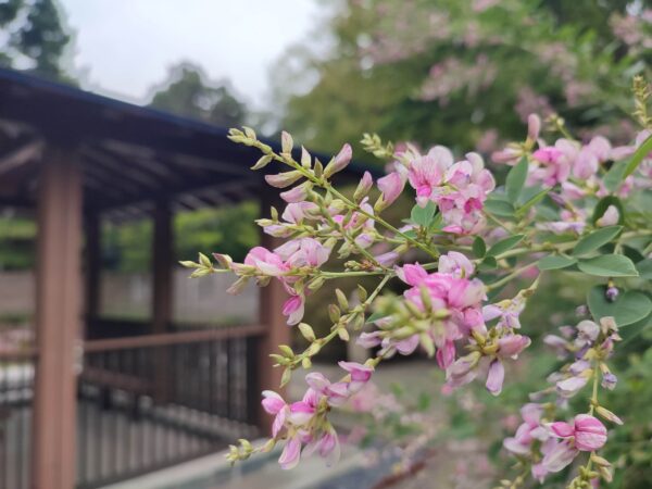 こっちもまぜまぜ。