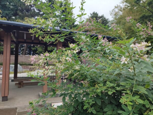 ミヤギノハギさん、きれいです。