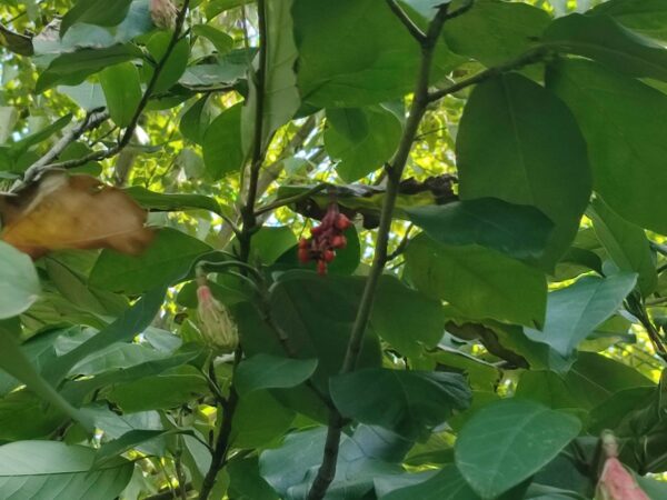 これはなーんだ？