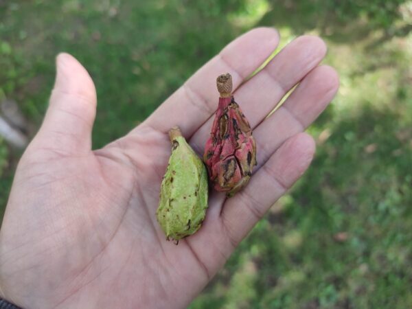 正解はオオヤマレンゲさんの実。