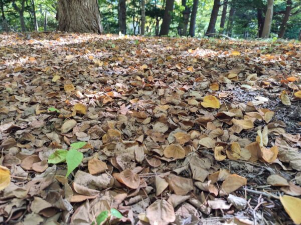 葉っぱをクンクン。