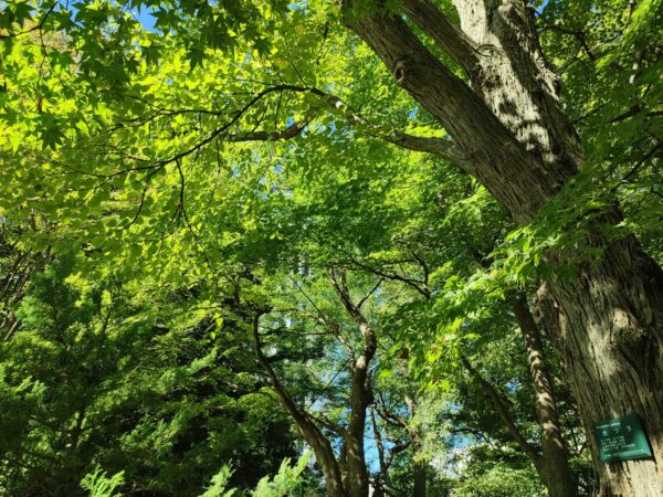 カツラさんのにおい。