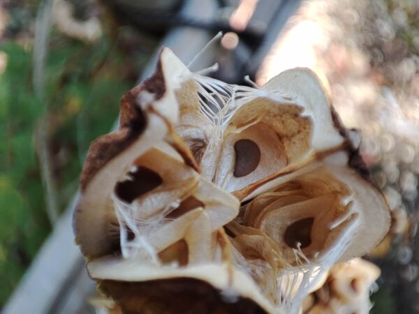 ゆりちゃんが割れました。