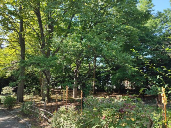 日本庭園オオウバユリさん。