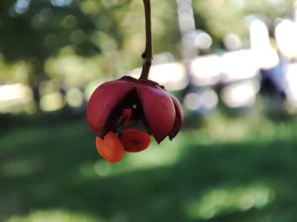 わたしも割れたわよ。