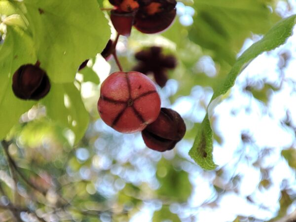 ツリバナまるまる。