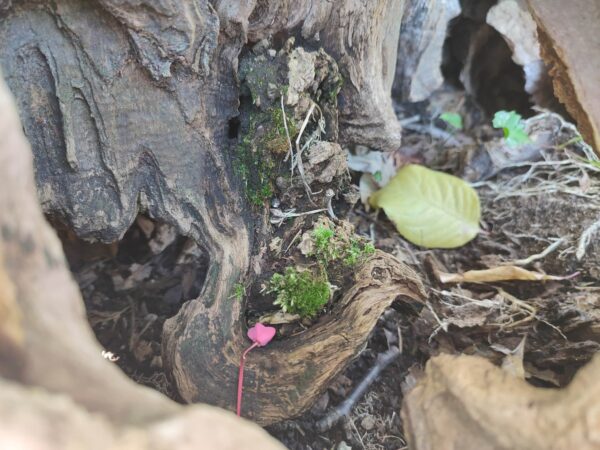 マユミちゃんもいるけど・・・