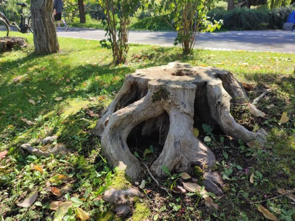 何か住んでそうね。