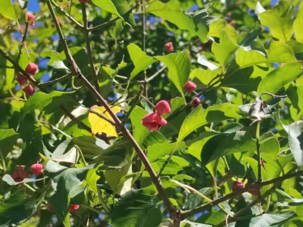 わたしはマユミちゃん。