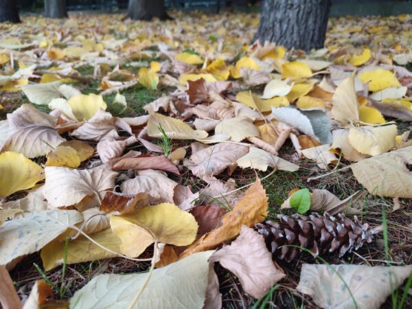 オオバボダイジュその他いろいろな落葉