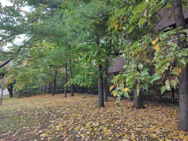 オオバボダイジュさん