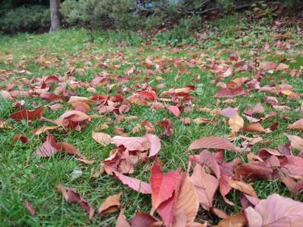 エゾヤマザクラさんの落葉