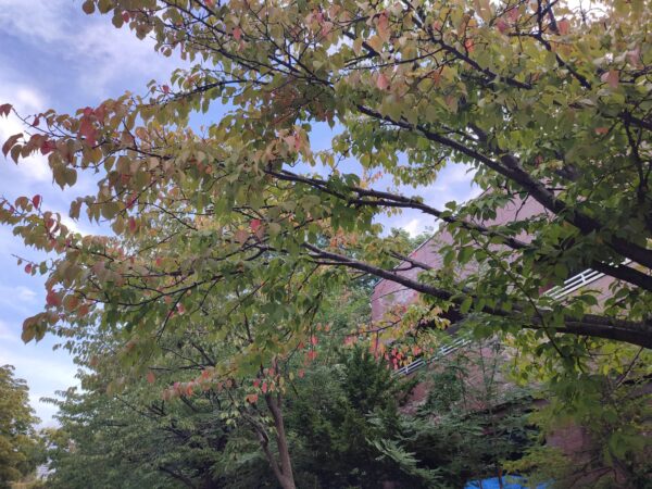 エゾヤマザクラさん