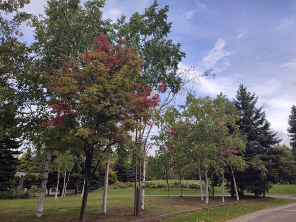 ナナカマドとシラカバ