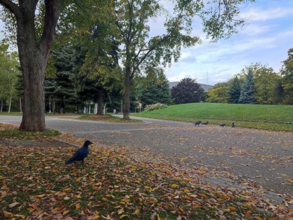 秋のグルメツアーを眺めるコ