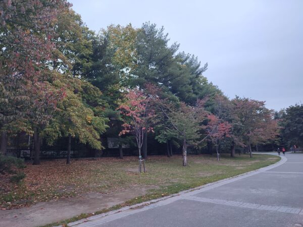 園路沿いのエゾヤマザクラ