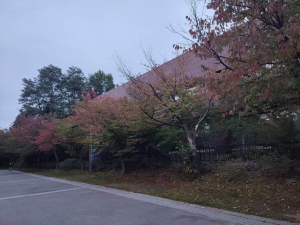 反対側のエゾヤマザクラさん