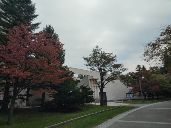 文学館そばの赤くなったエゾヤマザクラさん