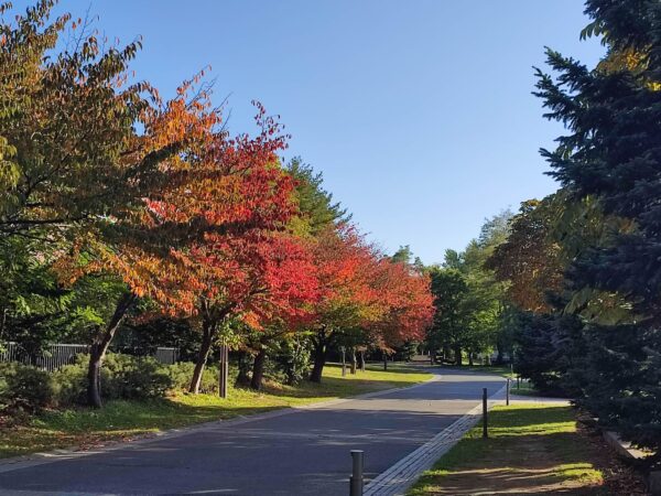 体育センター裏の園路1