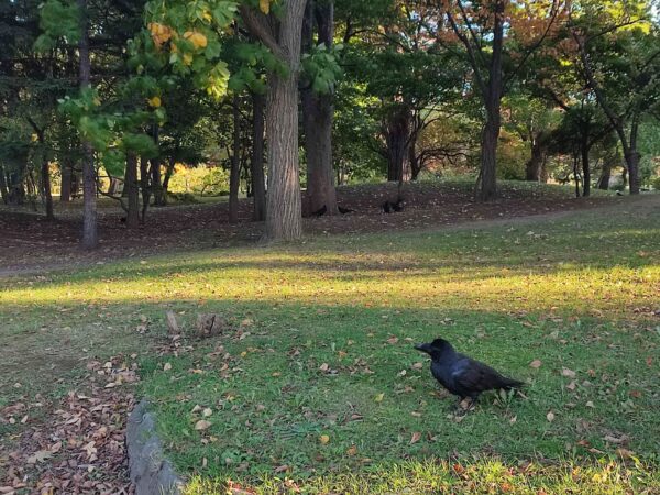 おやつ食べてゴロゴロしてたってことは言わない。