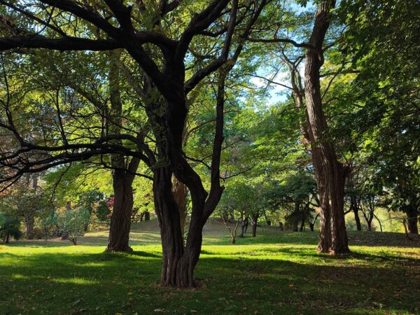香りの広場のまわり3