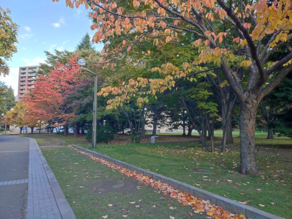 落ち葉まっすぐー