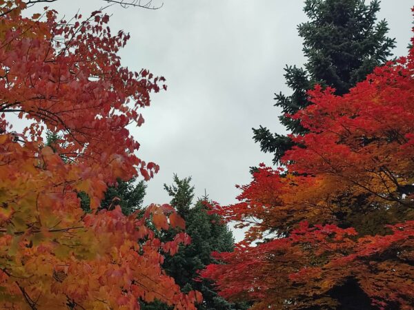 ルブルムカエデさんとヤマモミジさん。