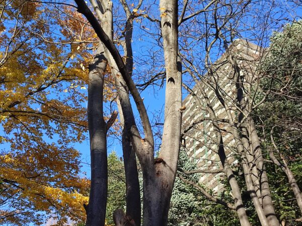 スズメさんは何羽？