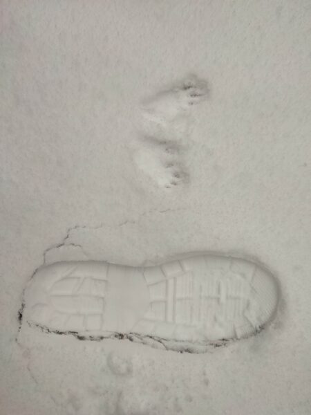 だれかさんと人間のおばさんの足跡。