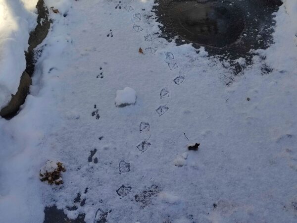 だれかさん達の足跡。