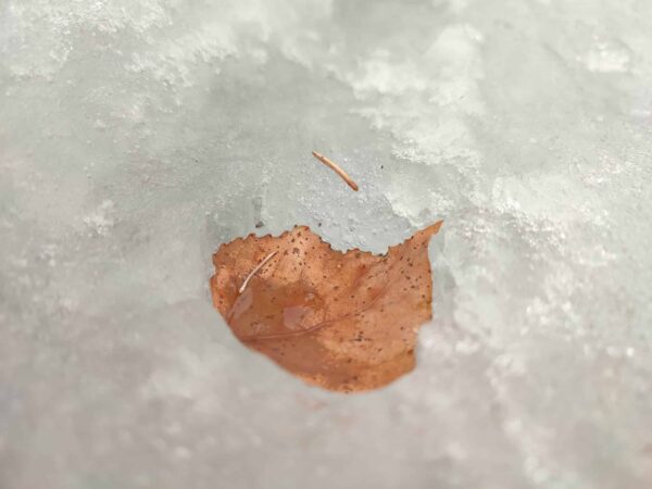 葉っぱのふとん。