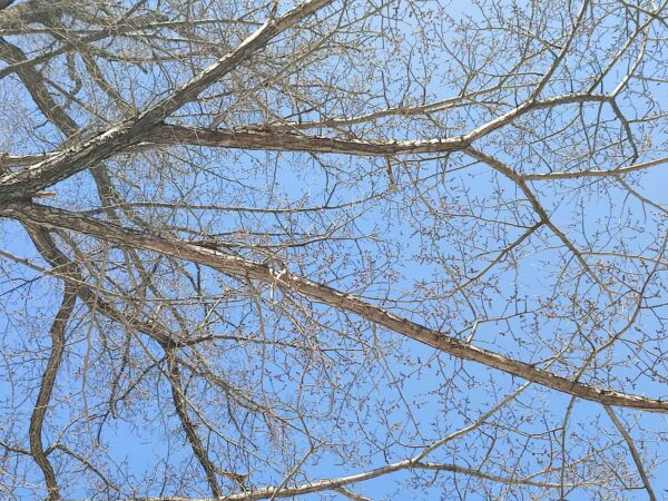 冬芽が大きくなってたよ。