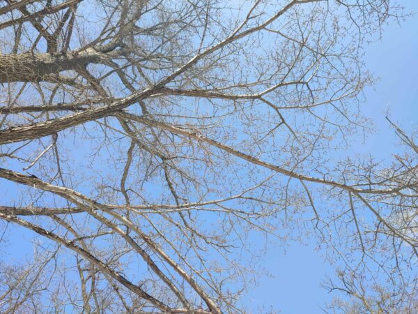 ハルニレだよ。