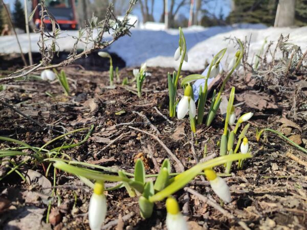 スノードロップです。