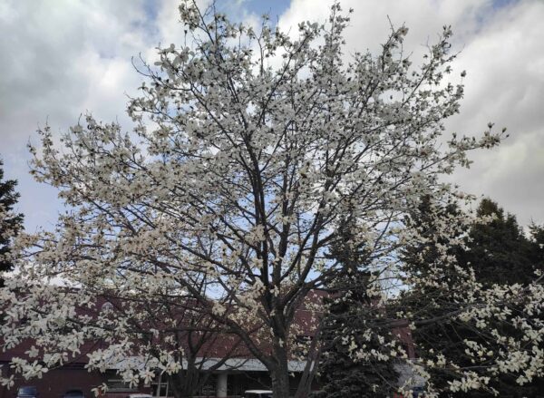 中島体育センター前の