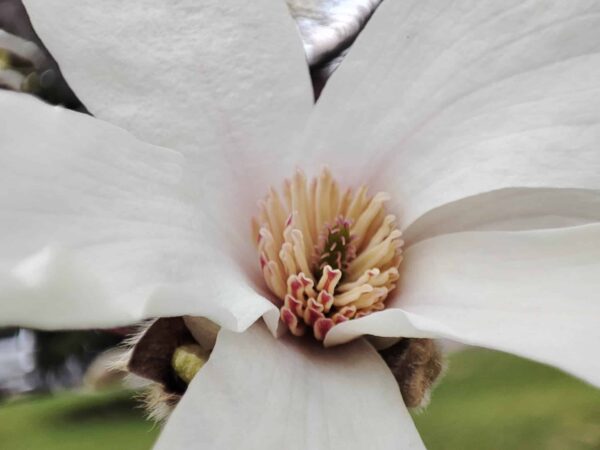 キタコブシさん