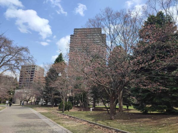 エゾヤマザクラさん