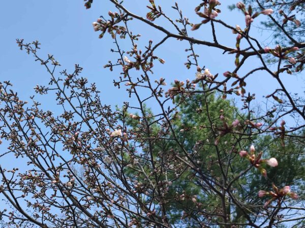 こちらもエゾヤマザクラさん