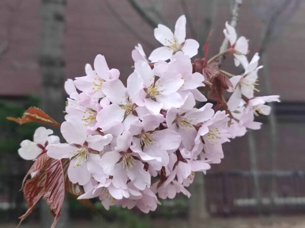 桜もちの葉っぱ。